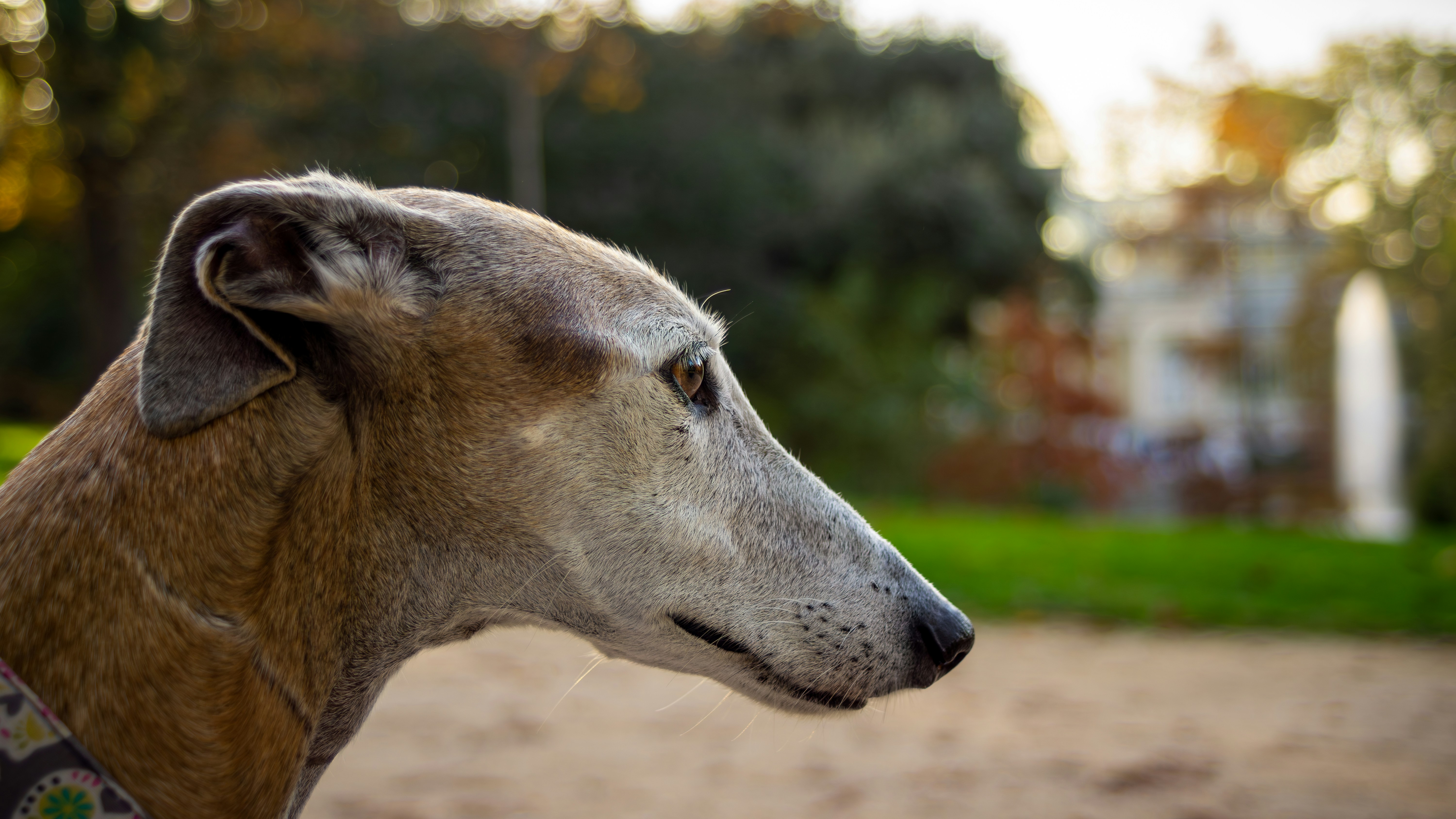 a close up of a dog with trees in the background
