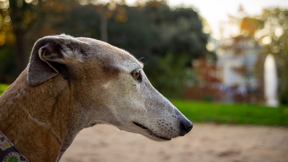 a close up of a dog with trees in the background