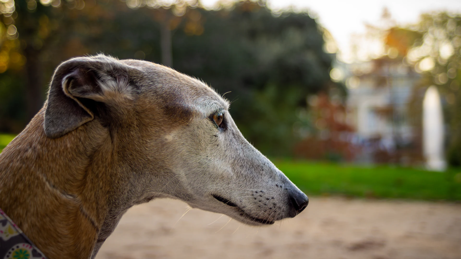 A Greyhound