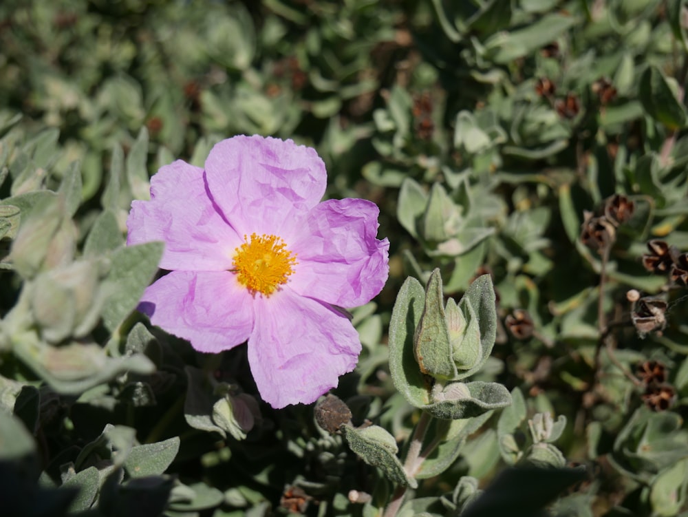 a pink flower with a yellow center surrounded by green leaves