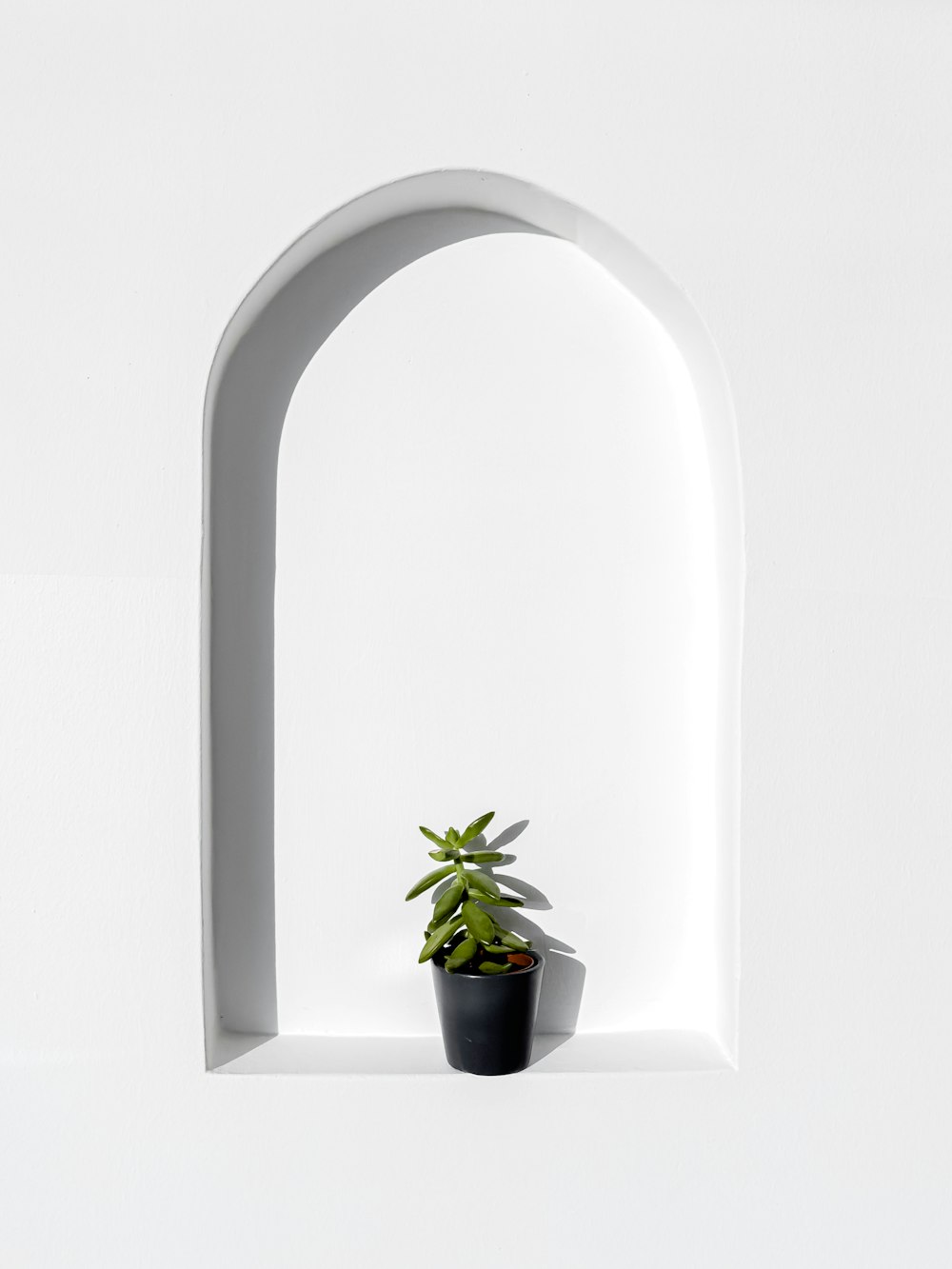 a potted plant sitting on top of a white shelf