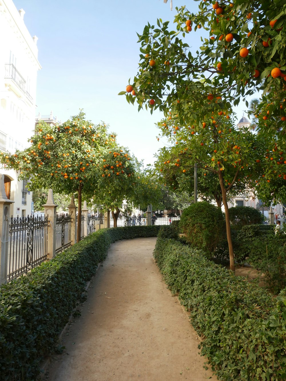 a path lined with orange trees next to a fence