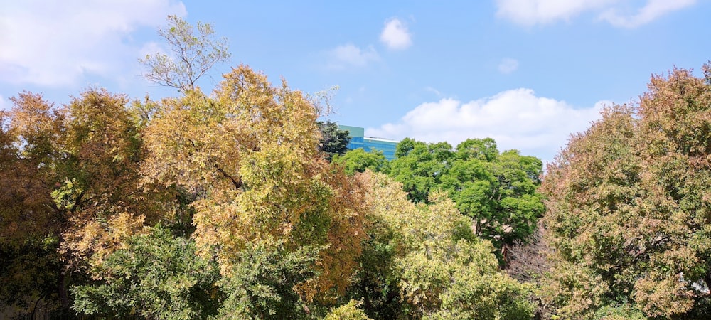 a group of trees that are next to each other