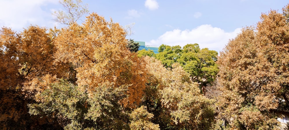 a group of trees that are next to each other