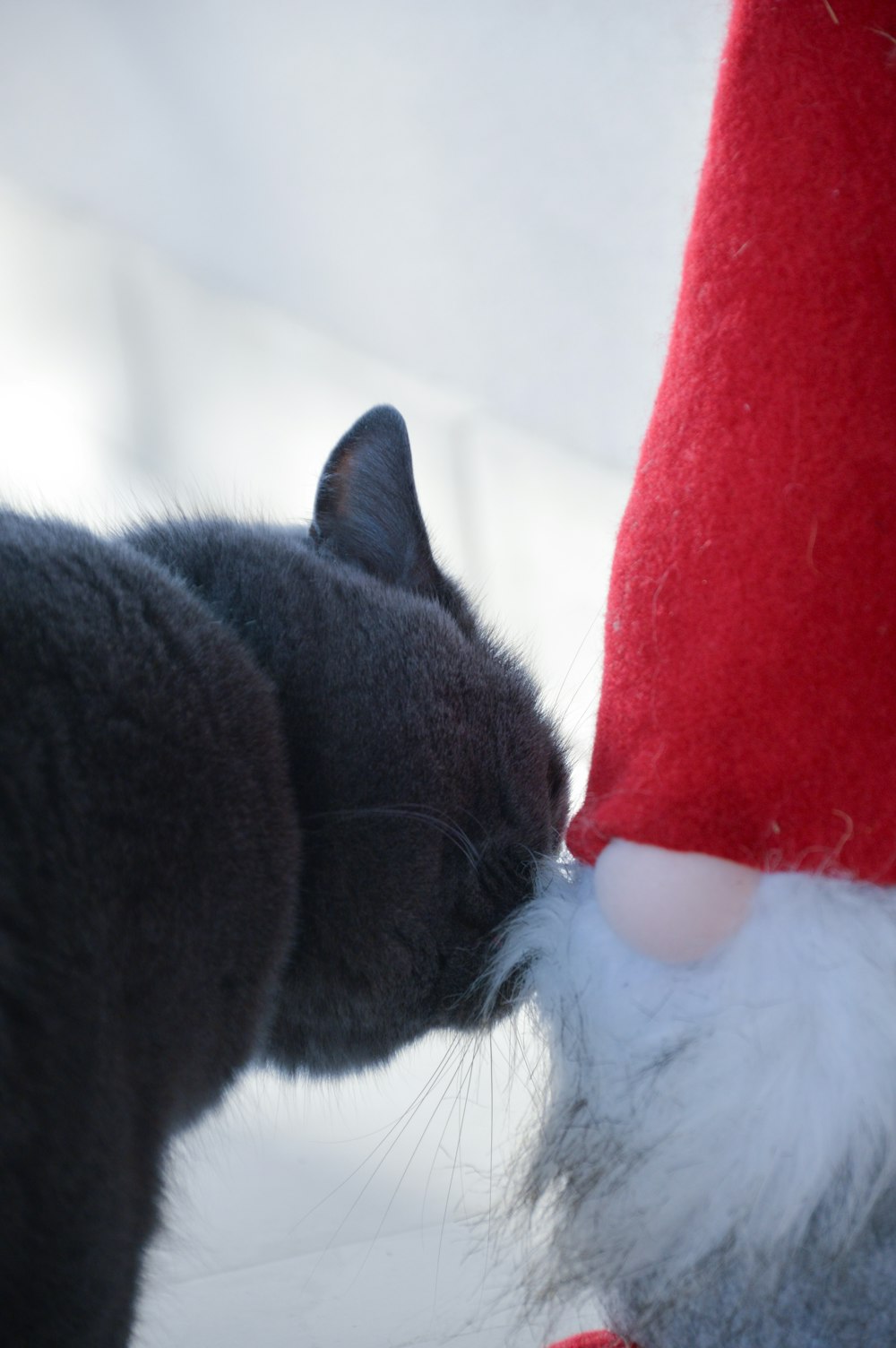 a cat is sniffing a santa claus hat