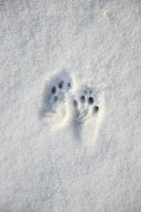 a small animal's paw prints in the snow
