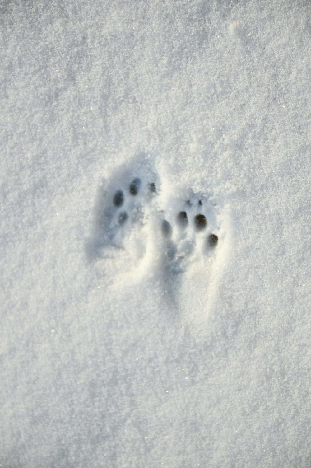 a small animal's paw prints in the snow
