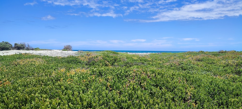 a view of the ocean from a grassy area