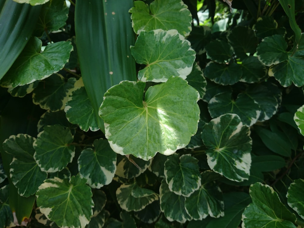 a close up of a plant with green leaves