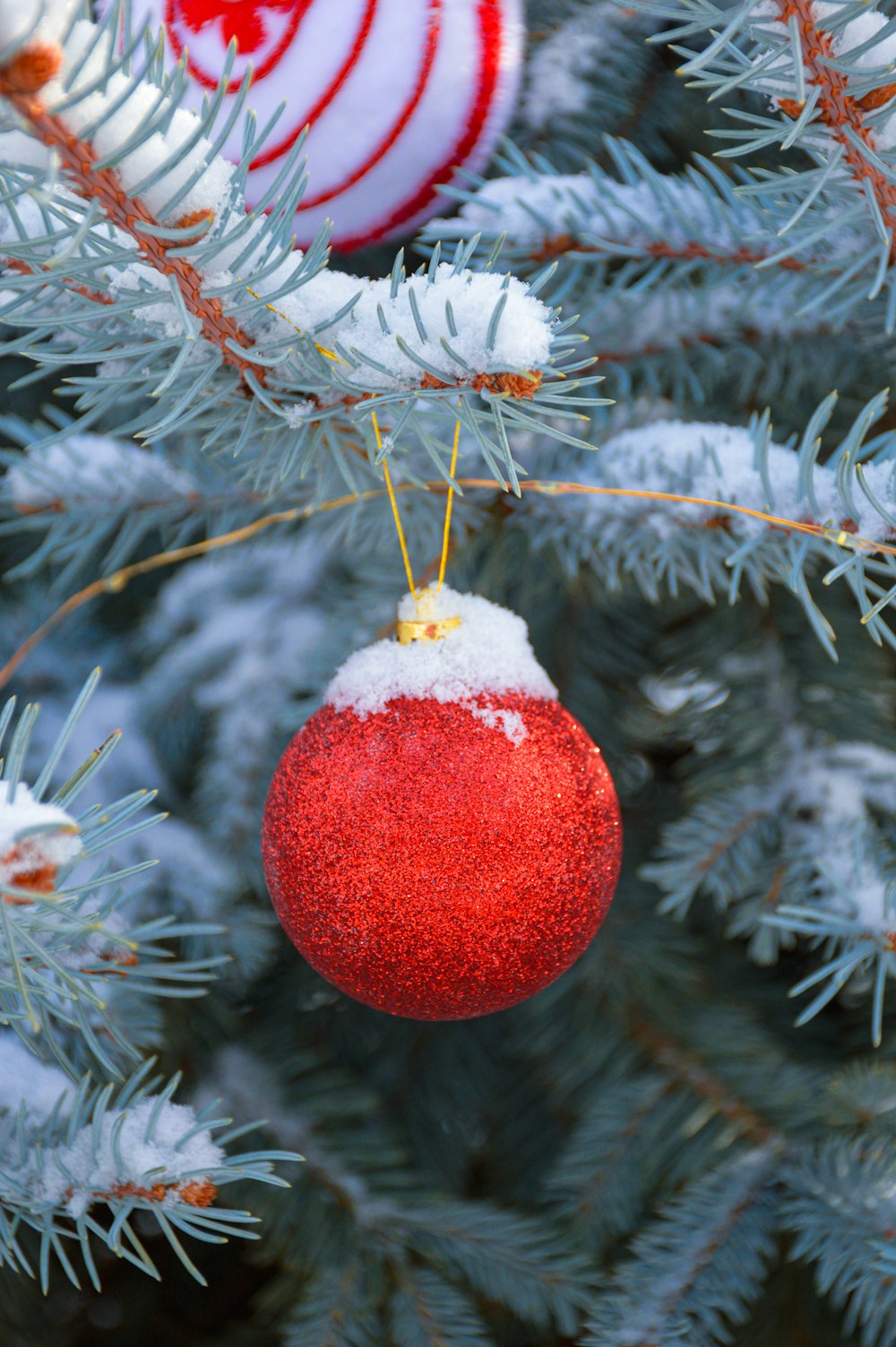 a red ornament hanging from a christmas tree