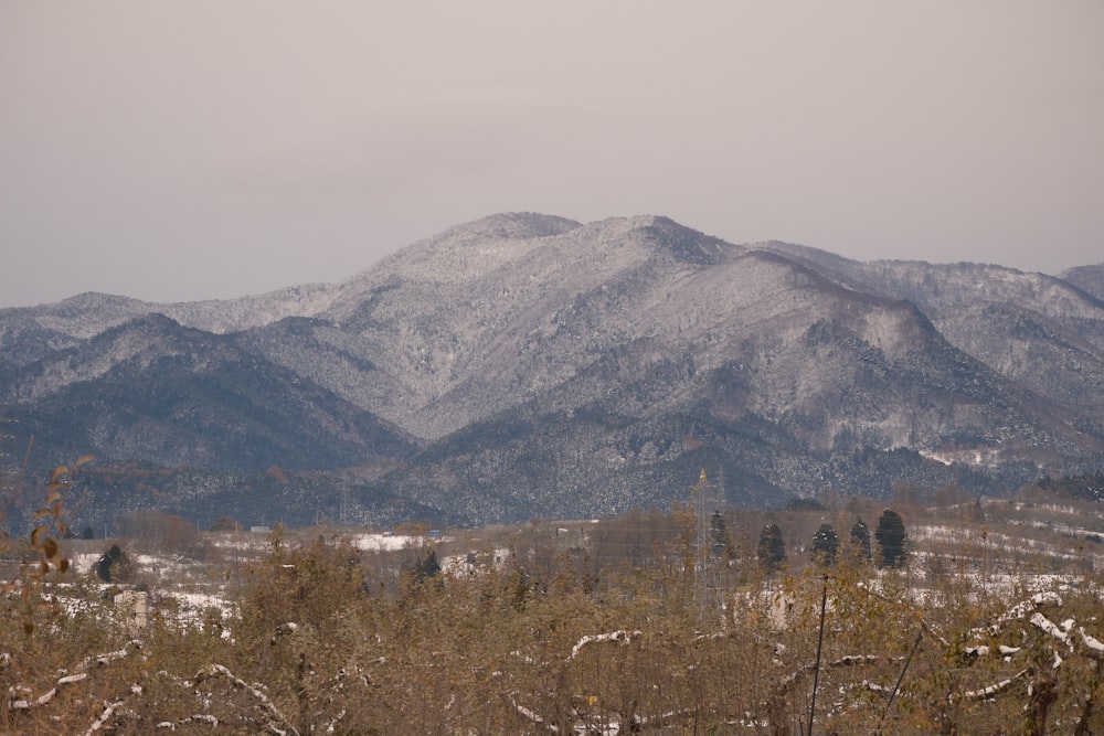 a snowy mountain range with trees and bushes in the foreground