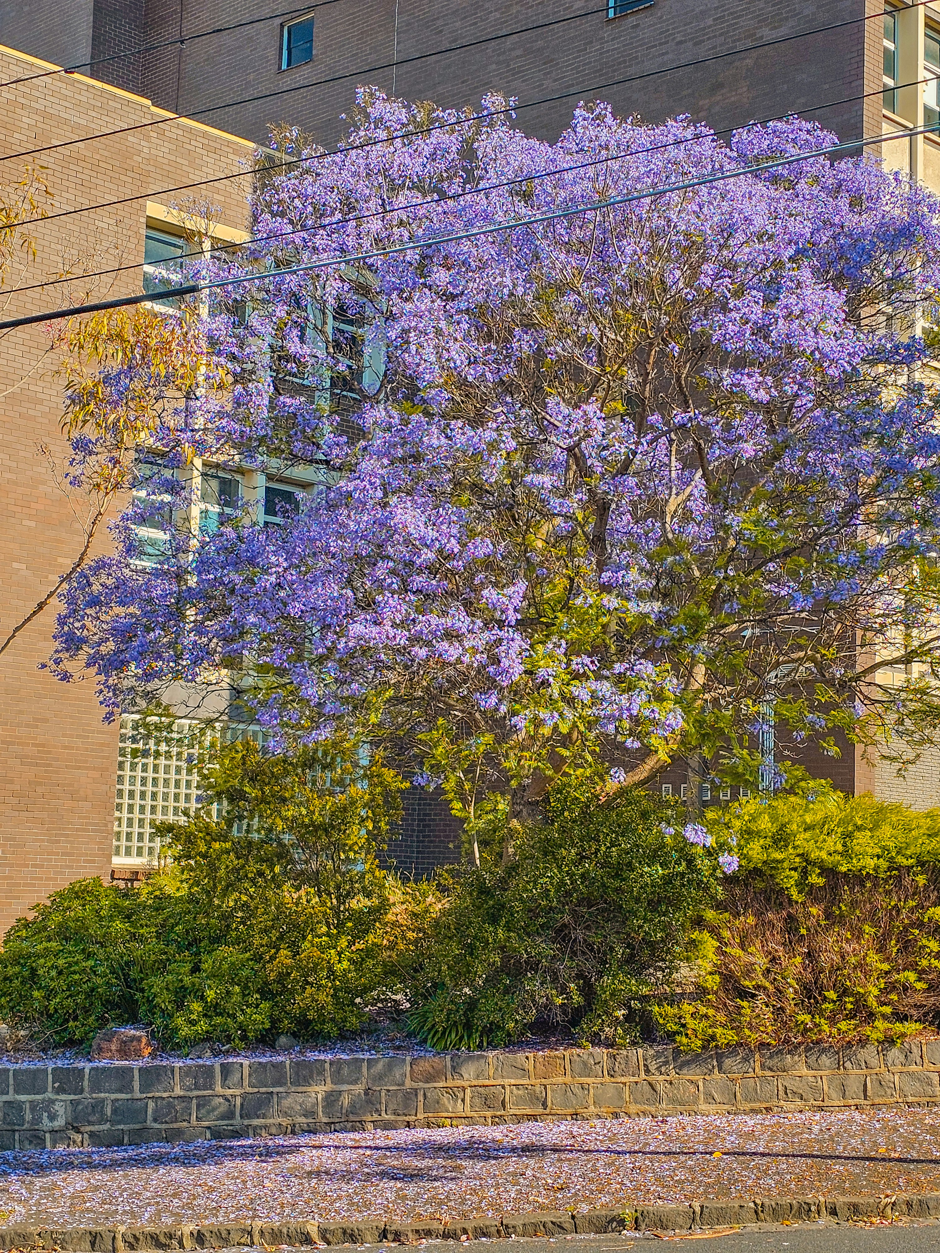 a tree with purple flowers in front of a building