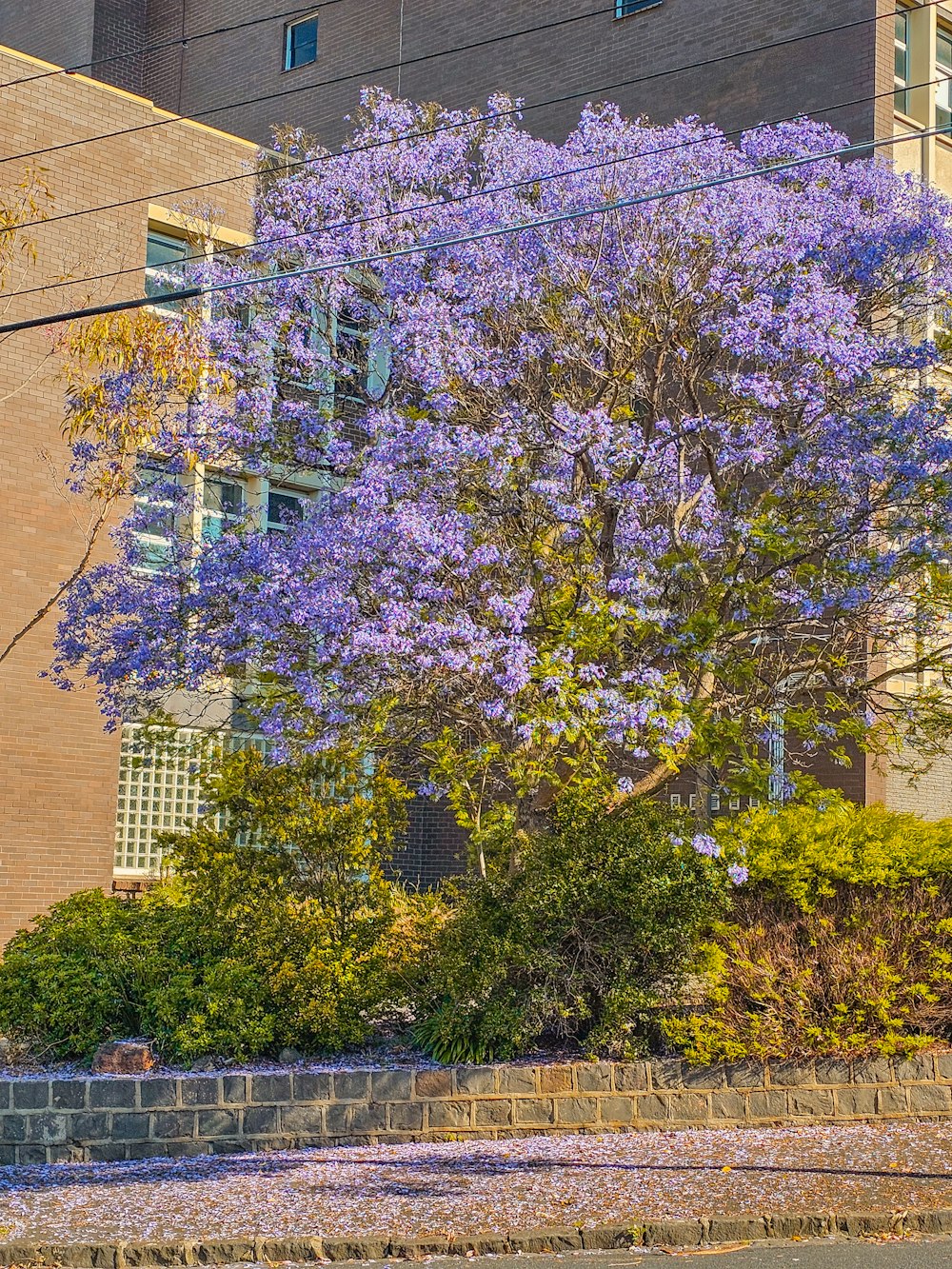 建物の前に紫色の花を咲かせる木