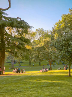 a group of people sitting on top of a lush green park