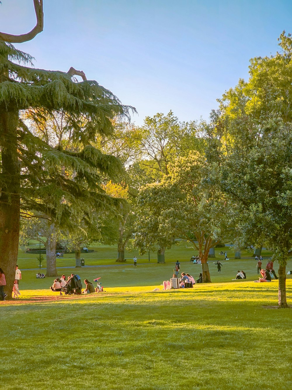 a group of people sitting on top of a lush green park