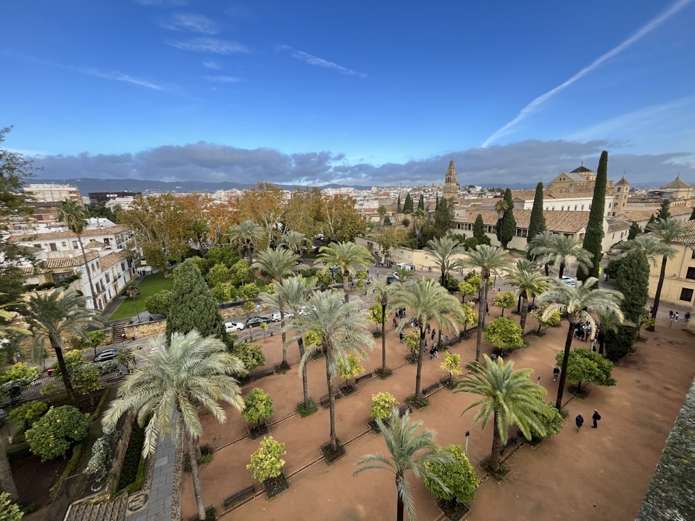 a park with palm trees and buildings in the background