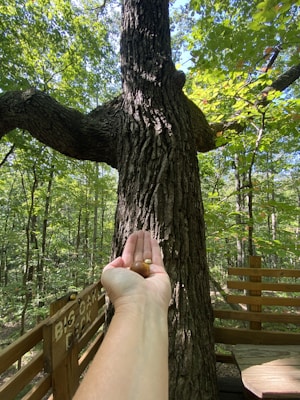 A hand holding two acorns is extended in front of a large tree with thick, rugged bark. The background is filled with dense, green foliage of a forest, and there is a wooden sign that reads 'Big Oak Deck'. A wooden railing and bench are partially visible, suggesting a viewing or resting area within the forest.