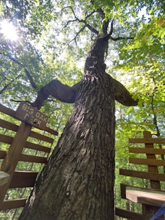 A towering tree with a thick trunk is surrounded by lush green foliage. Sunlight filters through the leaves, creating a serene and vibrant atmosphere. A wooden fence is visible, along with a sign reading 'BIG OAK DECK'.
