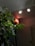A dimly lit room with a green leafy plant in the foreground. Above the plant, there is a red illuminated sign with white text that reads 'YOGA ON AIR'. Two ceiling lights are visible, one of which is turned on and emitting soft light, enhancing the calm atmosphere.