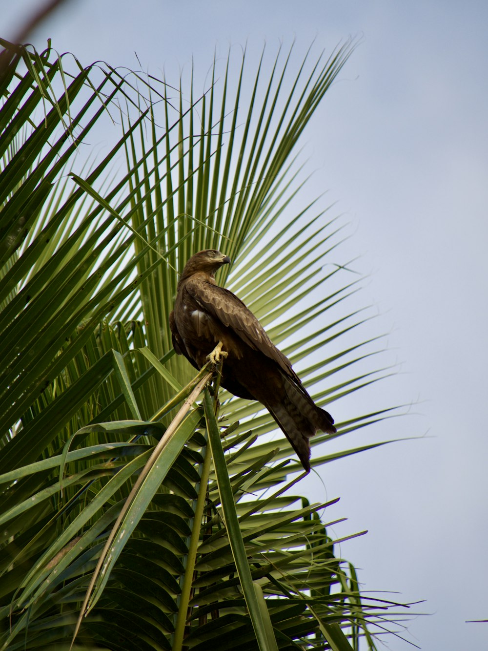 a bird sitting on a branch of a palm tree