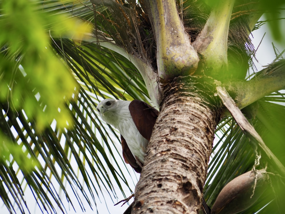 a bird is perched in a palm tree
