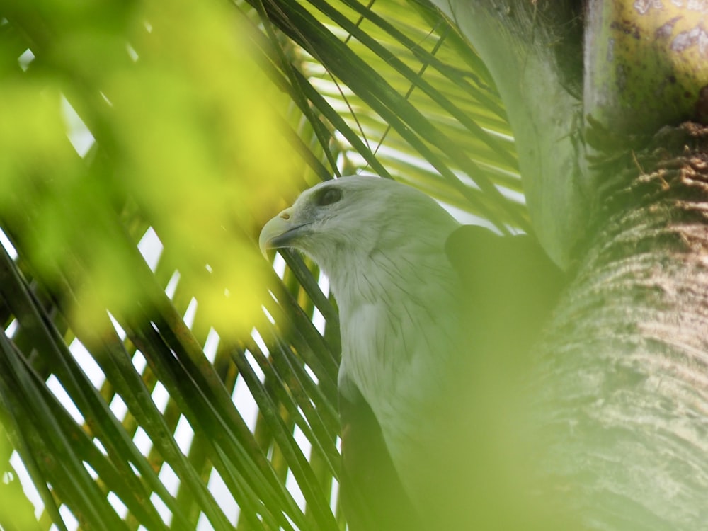 a white bird sitting in a palm tree