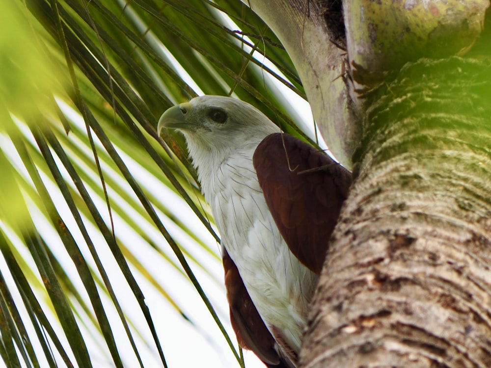 a white and brown bird perched on a palm tree