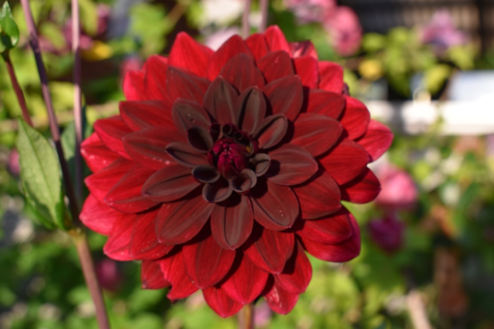 a close up of a red flower in a garden