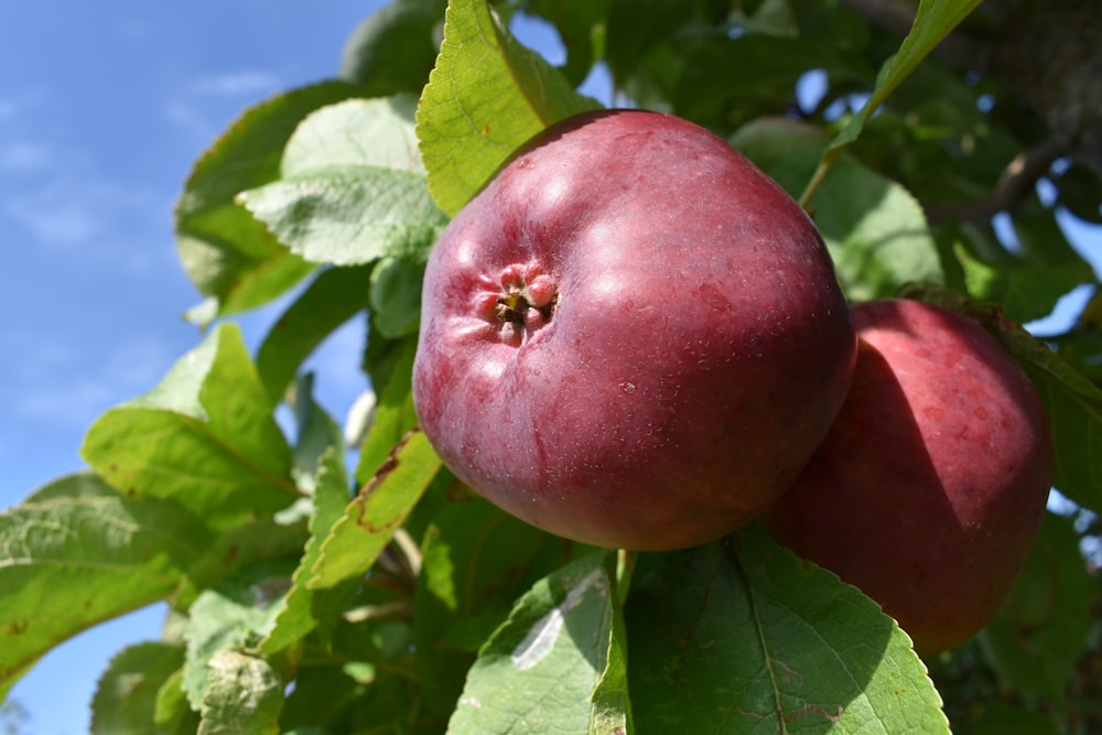 a couple of red apples hanging from a tree