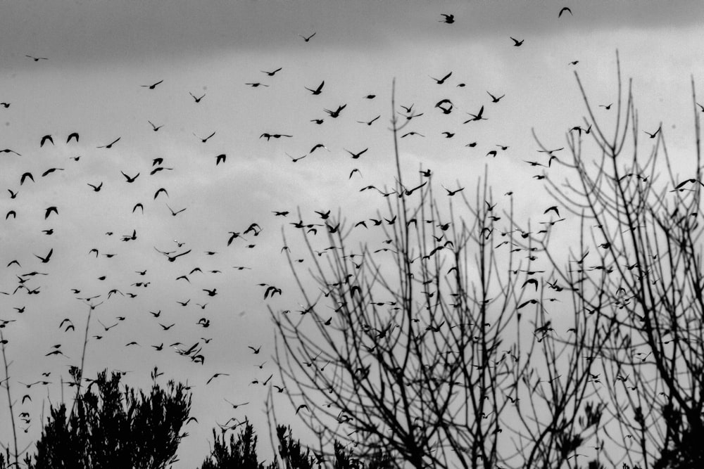 a flock of birds flying through a cloudy sky