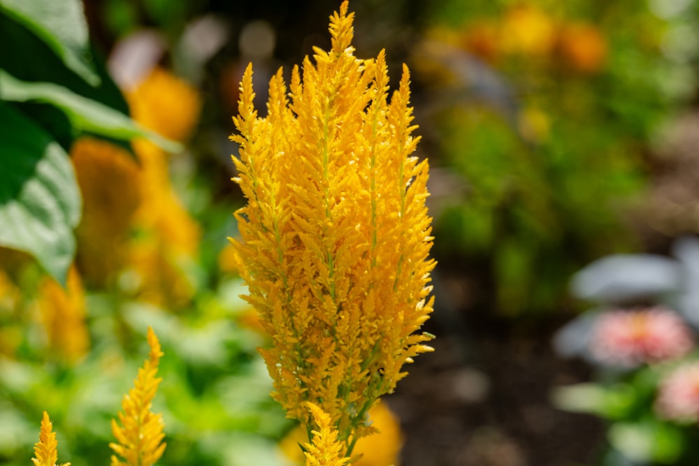 a close up of a yellow flower in a garden