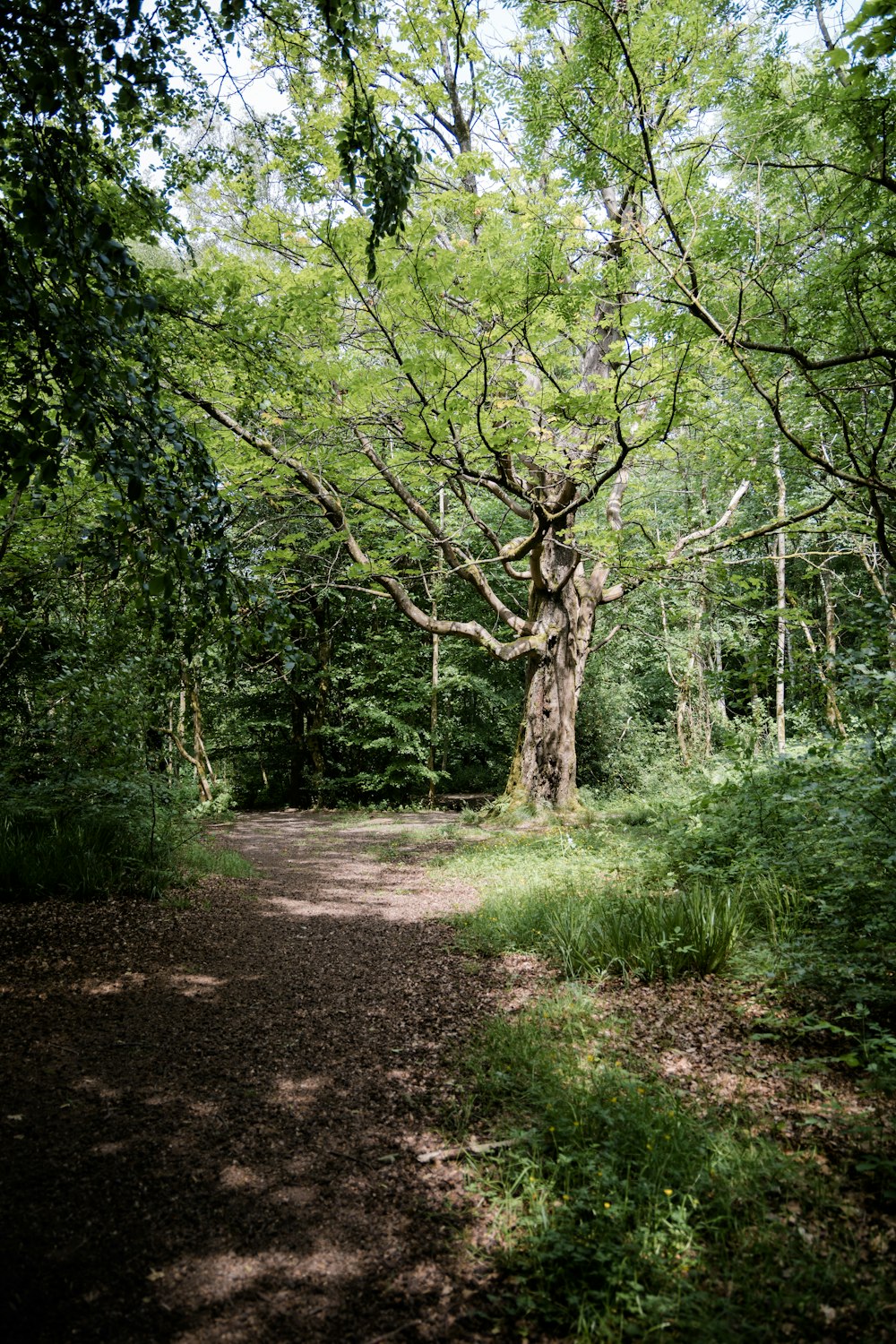 a dirt path in the middle of a forest