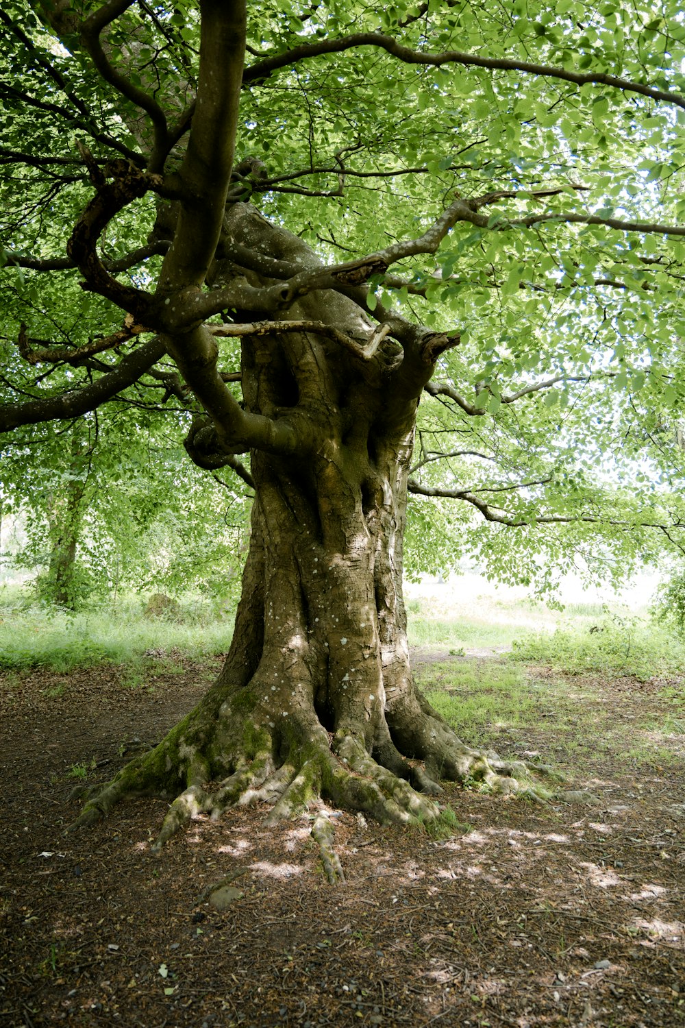 uma árvore grande com um tronco muito grande