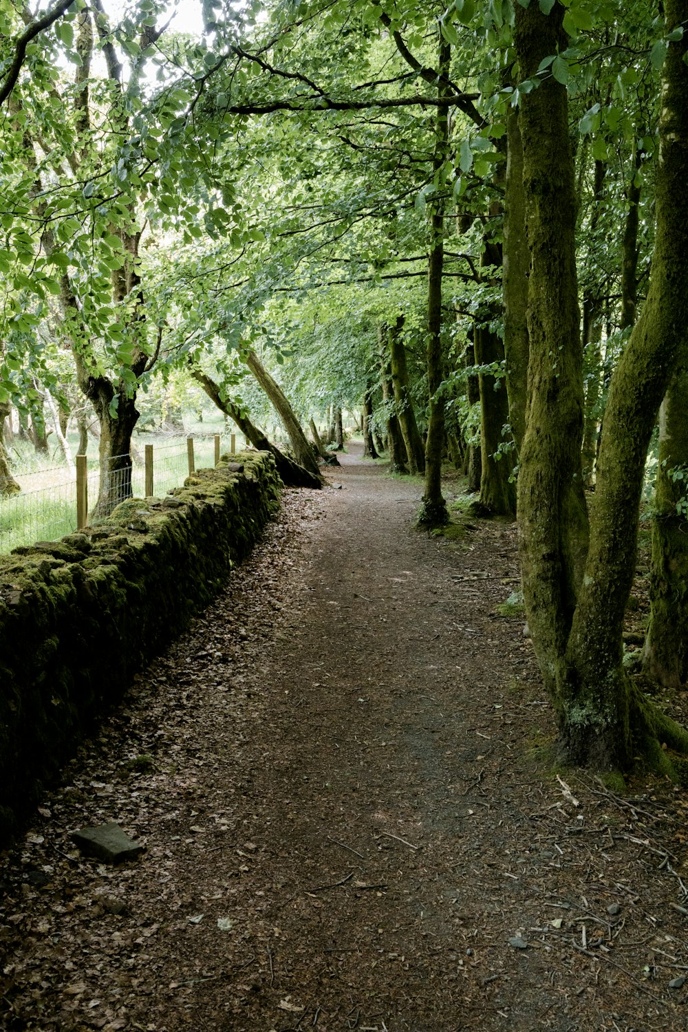 a path in the middle of a forest lined with trees