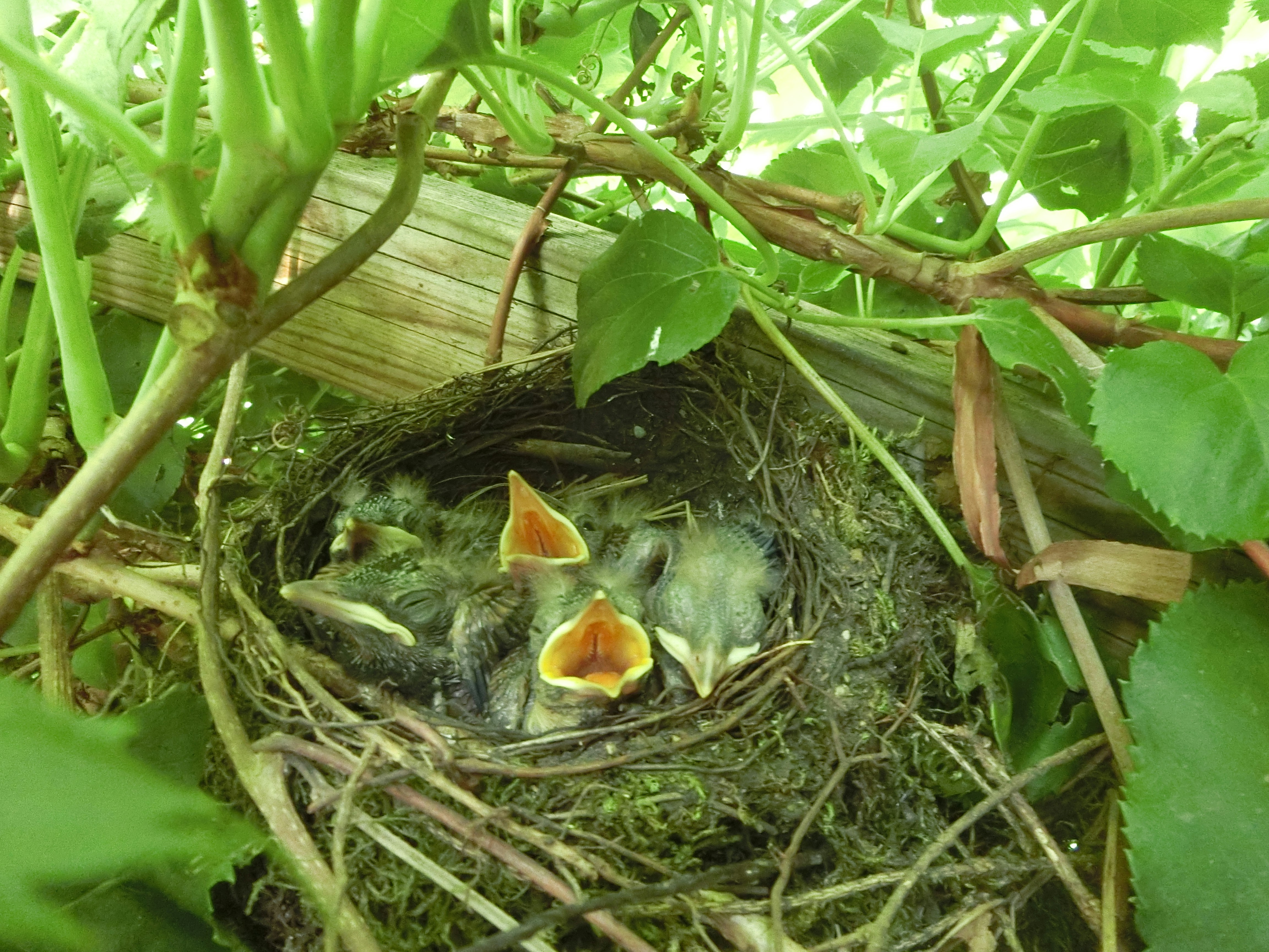 Nesting Challenges