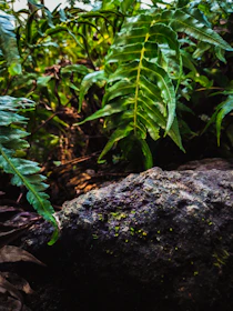 Close-up of the lush greenery and rocky formations at Chipinque Park.