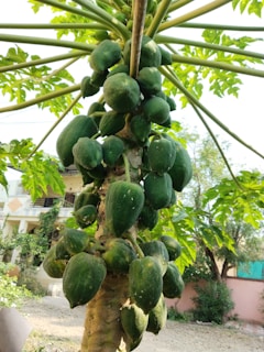 A papaya tree laden with clusters of large, unripe green papayas. The tree's thick trunk is surrounded by lush, green leaves extending outwards. In the background, there is a building partially obscured by foliage.