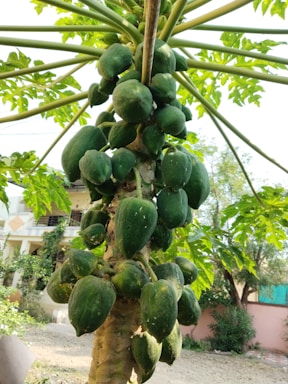 A papaya tree laden with clusters of large, unripe green papayas. The tree's thick trunk is surrounded by lush, green leaves extending outwards. In the background, there is a building partially obscured by foliage.