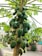 A papaya tree laden with clusters of large, unripe green papayas. The tree's thick trunk is surrounded by lush, green leaves extending outwards. In the background, there is a building partially obscured by foliage.