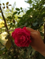 A gardener pruning a rose bush with care under soft natural light.