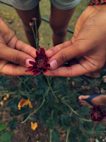 Hands gently holding a blooming flower, representing care and compassion.