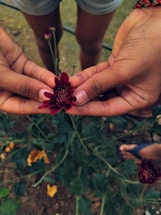 Calm hands holding a blooming flower in soft natural light.