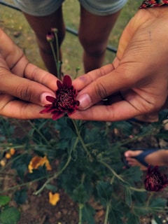 Close-up of hands gently holding a blooming flower symbolizing mindfulness and care