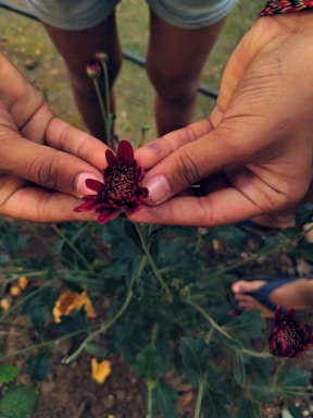 Calm hands holding a blooming flower in soft natural light.