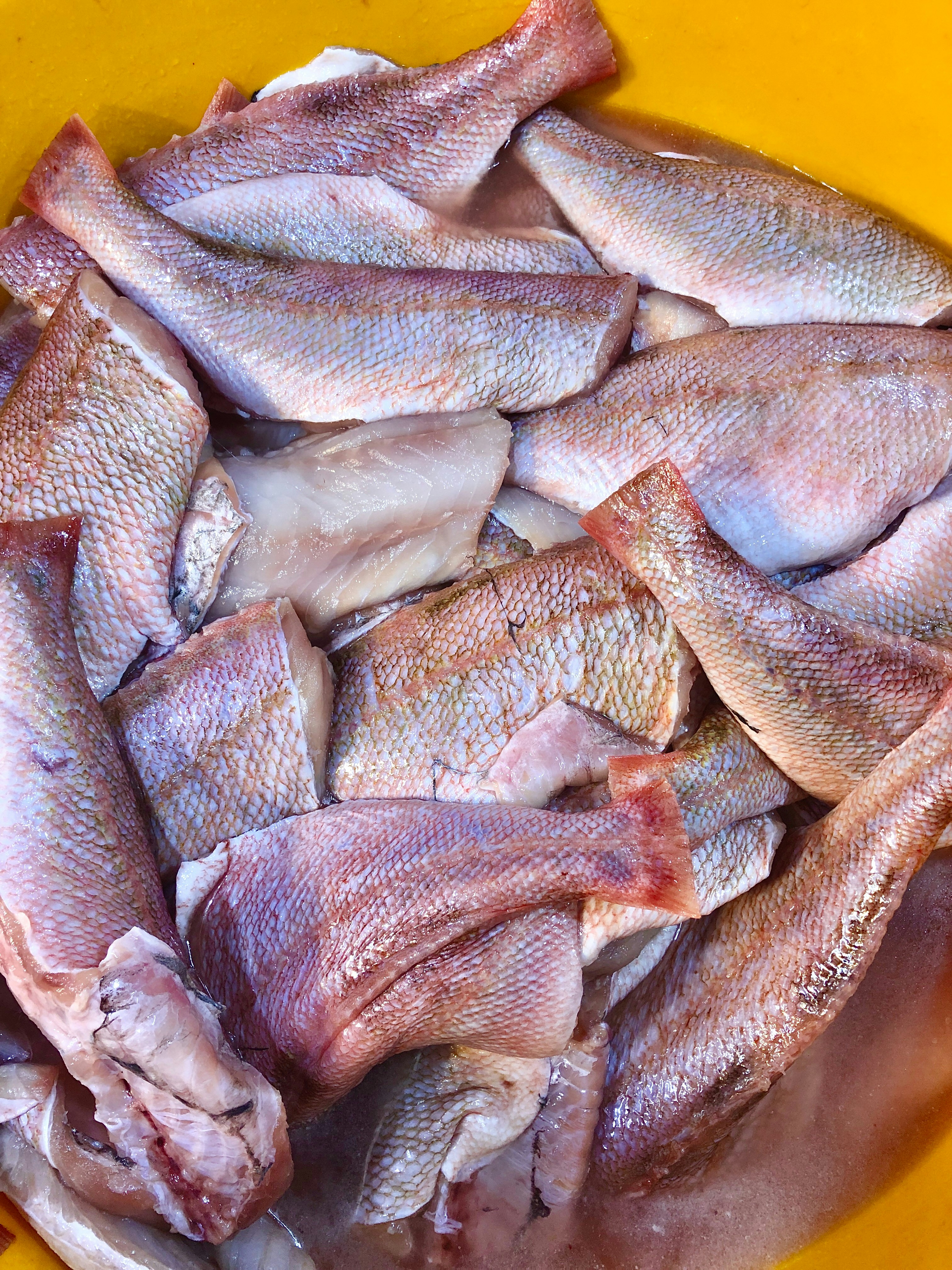 Daily Fresh Fish Catch
