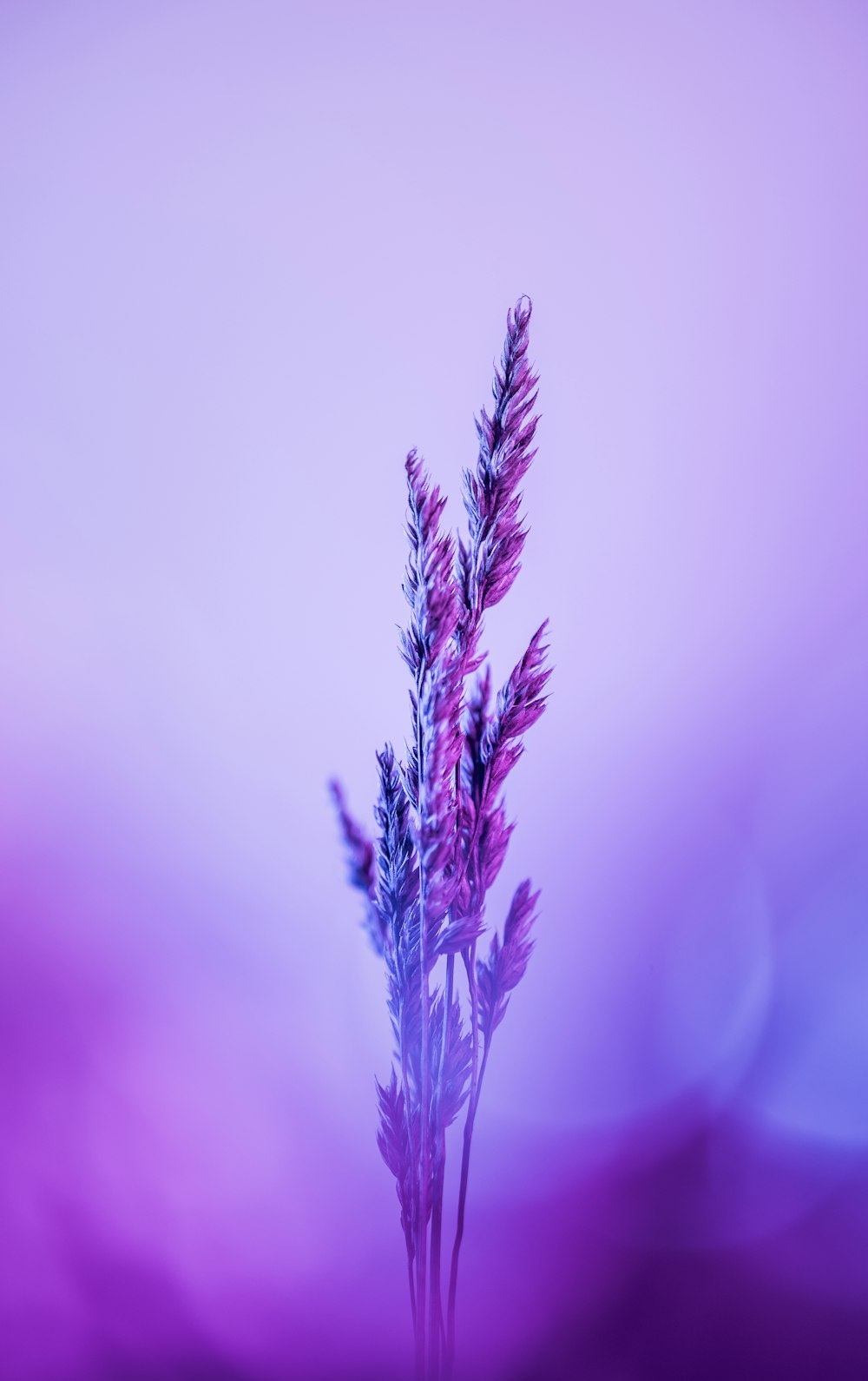 a close up of a purple flower with blurry background