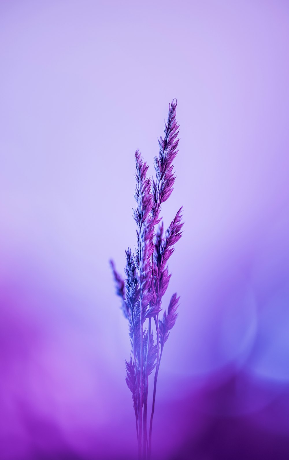 un primo piano di un fiore viola con sfondo sfocato