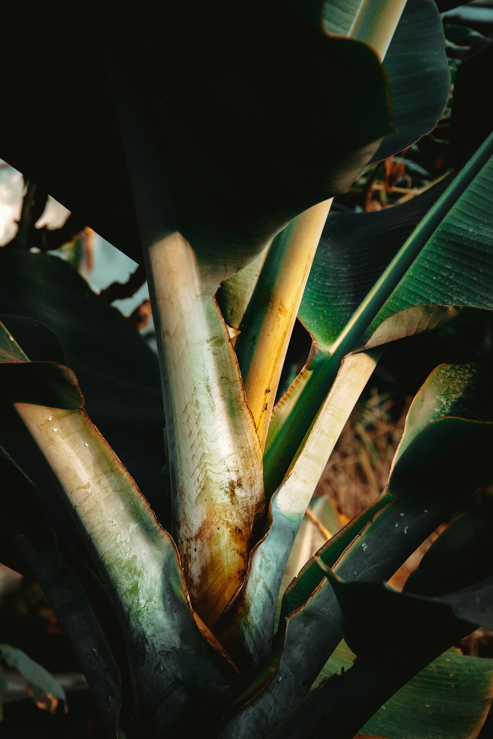 a close up of a plant with leaves