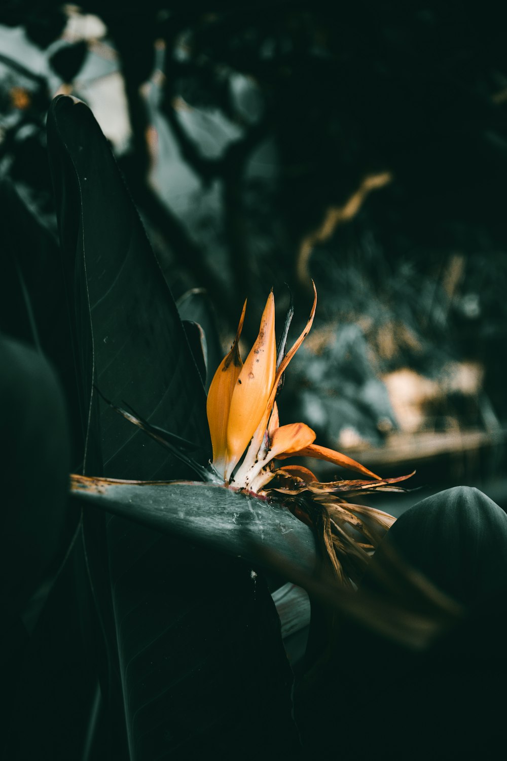 a flower that is sitting on a table