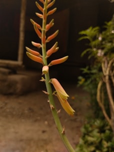 A close-up view of an aloe vera plant flower with clusters of narrow, tubular, orange and yellow blossoms on a long, green stem. The background is out of focus, showing some foliage and an earthy surface.
